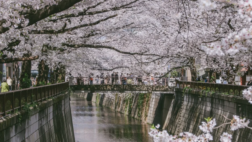 Canal arbolado en Nakameguro
